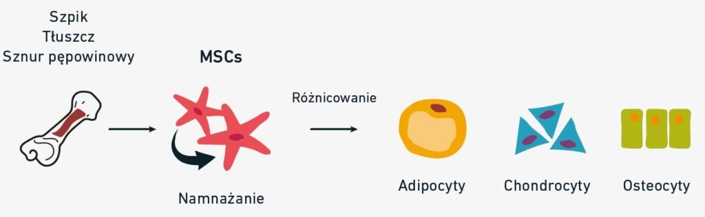 Schemat zależności
