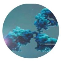 Przeciwciała Anty NGF